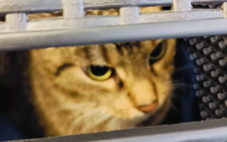 Zbliżenie na kota z zielonymi oczami, patrzącego przez kratkę.