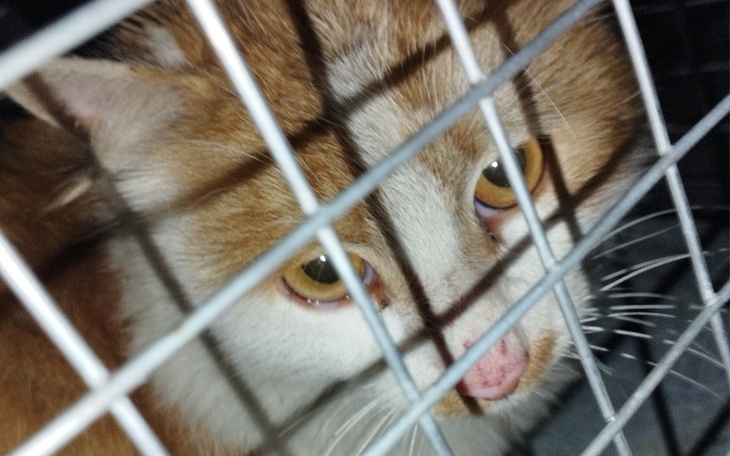 Zbiórka Dzielny Aslan - zdjęcie główne