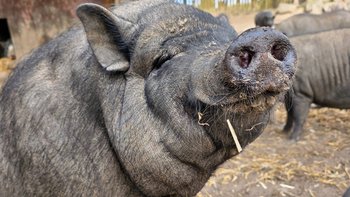 Zbiórka Tona buraków na urodziny Gosi - miniaturka zdjęcia