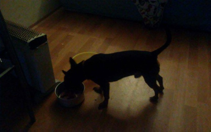 Zbiórka zbiórka dla bezdomnych zwierzat - zdjęcie główne