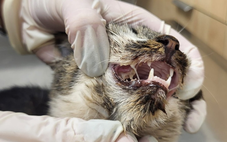 Zbiórka Czy Dorotka wygra walkę o życie - zdjęcie główne