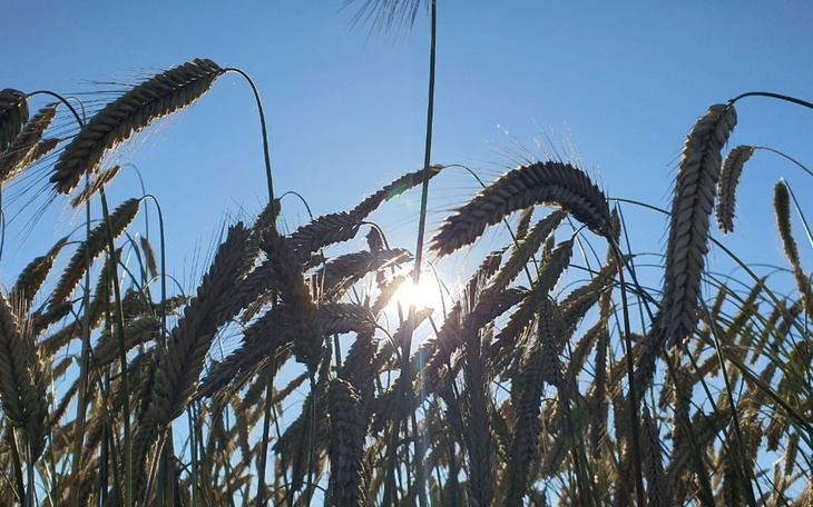 Kłosy pszenicy na tle nieba, z promieniami słońca w tle.