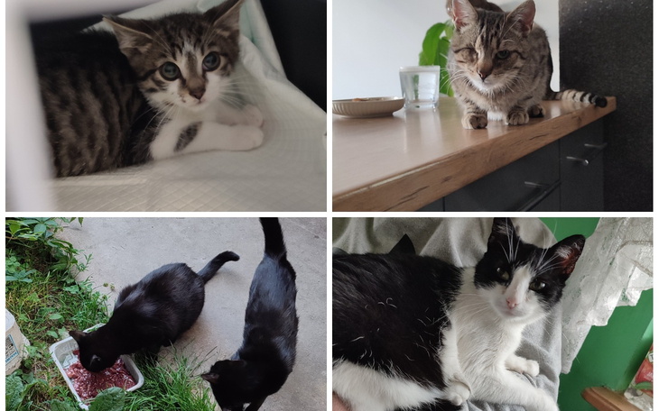 Koty w różnych pozach, bawiące się i odpoczywające.