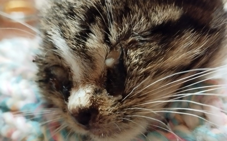 Zbiórka Sara i Sven potrzebują pomocy - zdjęcie główne