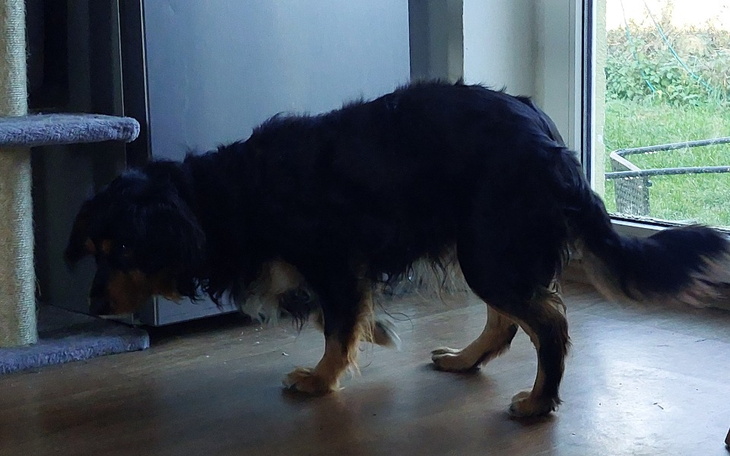 Zbiórka na leczenie i rehabilitacje psa - zdjęcie główne