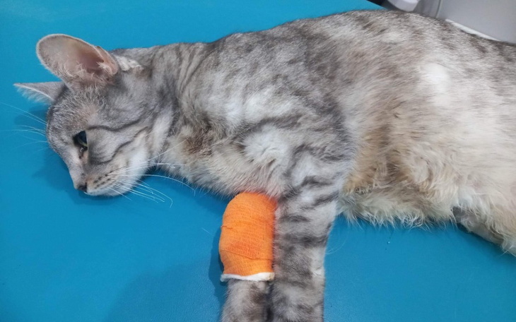 Kot z opatrunkiem na łapie, leżący na stole.