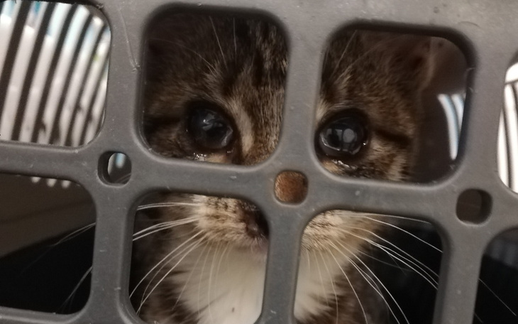 Zbiórka Smutne święta, chore, bez domu - zdjęcie główne