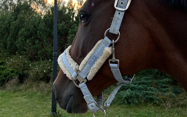 Zbiórka Pomoc dla Olyca - zdjęcie główne