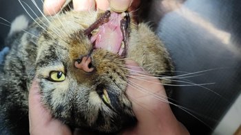 Zbiórka Na diagnostykę i leczenie - miniaturka zdjęcia