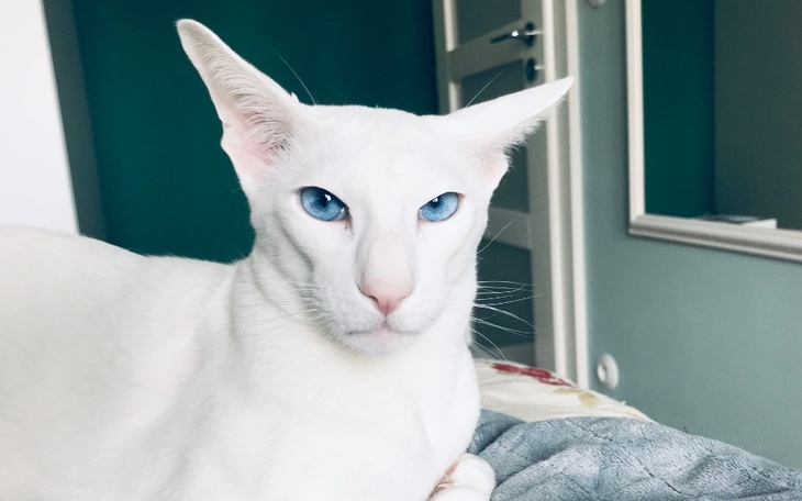 Zbiórka Pomoc dla Sułtana - zdjęcie główne