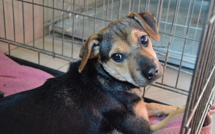 Zbiórka Operacja Didi - zdjęcie główne