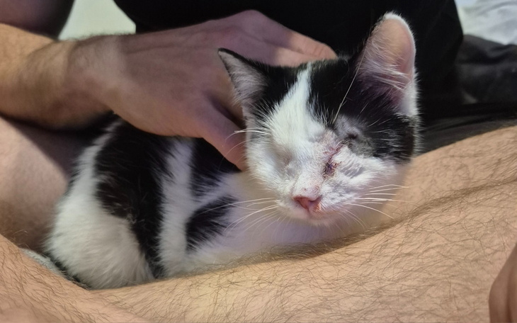 Kotek z uszkodzoną powieką na kolanach właściciela.