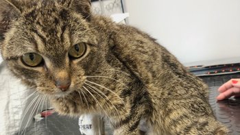 Zbiórka Tiara: 1,3 kg kociego cierpienia - miniaturka zdjęcia