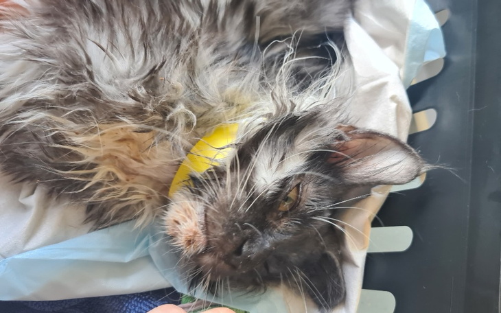 Zbiórka Leczenie FIP Alabaster - zdjęcie główne