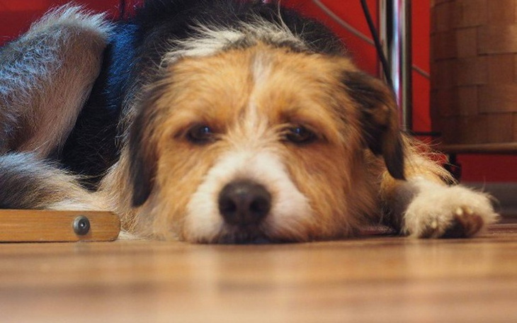 Zbiórka Najsmutniejszy pies na świecie.. - zdjęcie główne