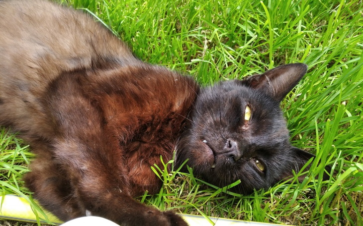 Zbiórka Koty. Kastracje, leczenie... - zdjęcie główne