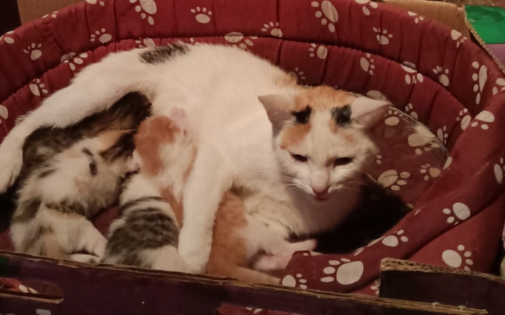 Zbiórka Transport kociej rodzinki - zdjęcie główne