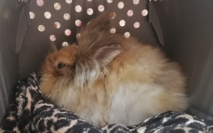 Zbiórka Leczenie Karmelka - zdjęcie główne