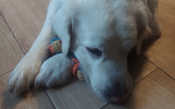 Zbiórka Manra pilnie potrzebuje operacji - zdjęcie główne