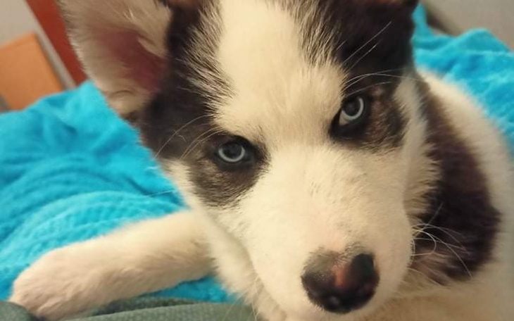 Zbiórka Walka o serduszko Loli - zdjęcie główne