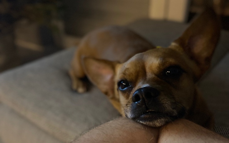 Pies leżący na kanapie, z głową opartą na ręce właściciela.