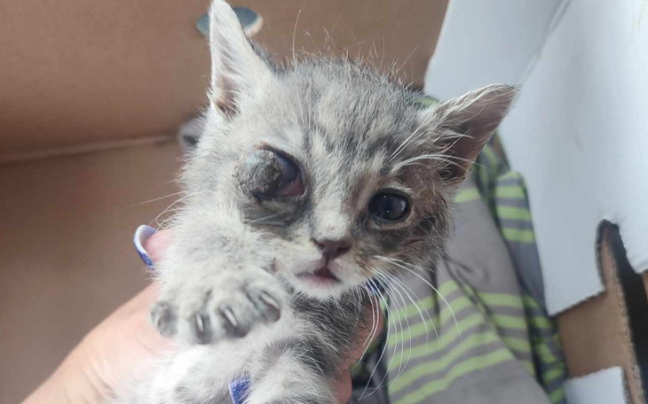 Zbiórka Ratujmy kocie dziecko Pomocy - zdjęcie główne