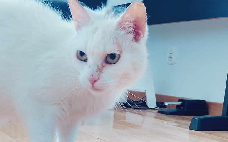 Biały kot z zielonymi oczami w pomieszczeniu.