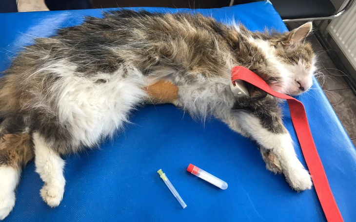 Zbiórka Sterylizacja 20 kotek - zdjęcie główne