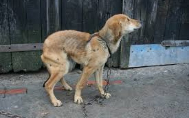 Zbiórka Głodne pieski KARMA - zdjęcie główne