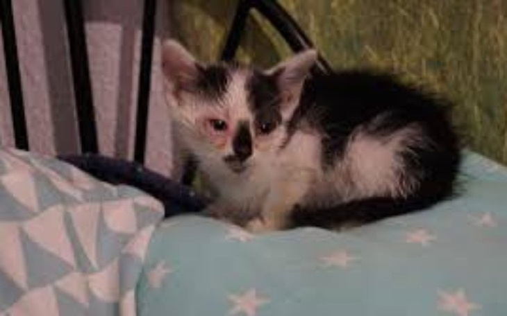 Zbiórka biedne kotki - zdjęcie główne