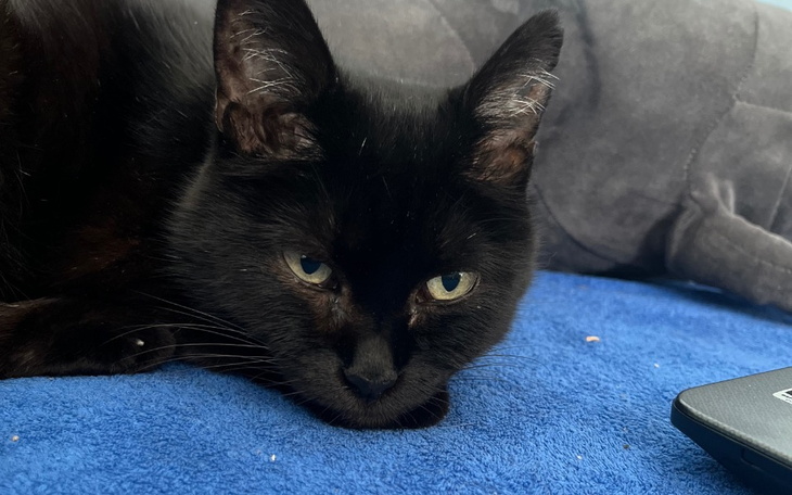 Czarny kot leżący na niebieskim kocu.