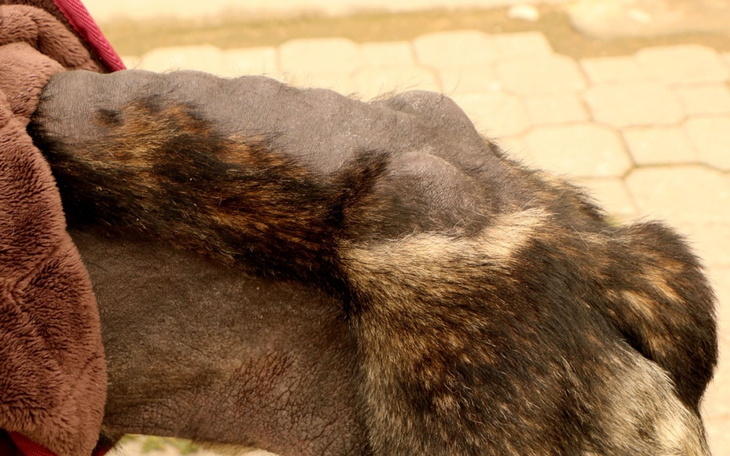 Zbliżenie na łapę psa z widocznymi zmianami skórnymi.