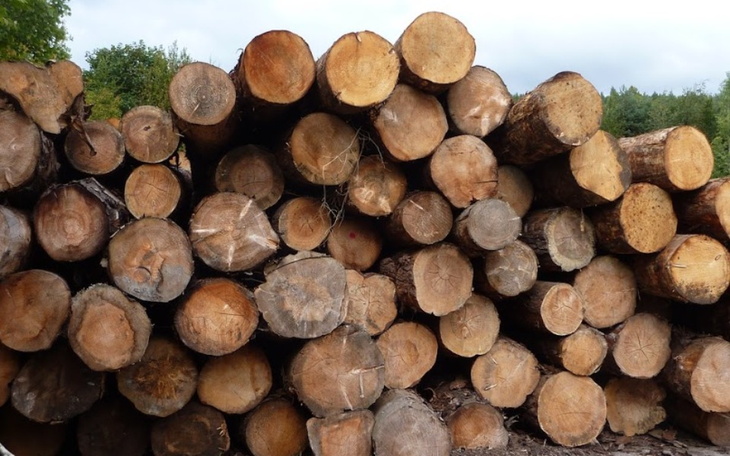 Zbiórka Za las dla Stacha - zdjęcie główne