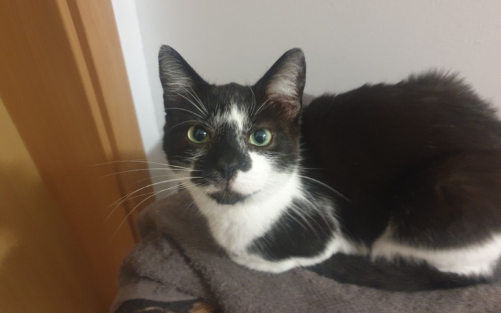 Zbiórka Operacja usunięcia zębów Mikesza - zdjęcie główne