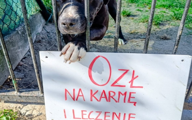 Pies przy ogrodzeniu z napisem o zbiórce na karmę i leczenie.