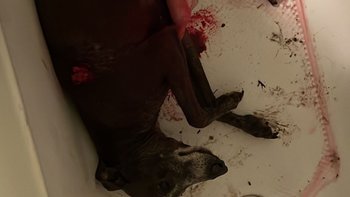 Zbiórka Ratunek dla Idionka - miniaturka zdjęcia