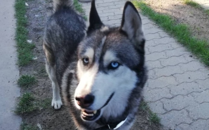 Zbiórka Operacja psa balto. - zdjęcie główne