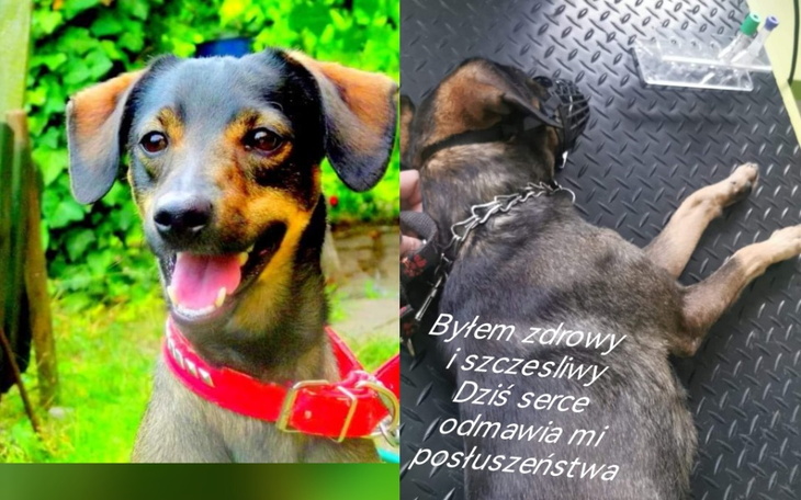 Zbiórka Ewelina Kaczmarek - zdjęcie główne