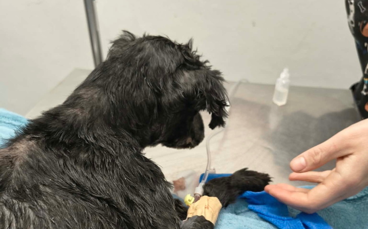 Mały czarny pies na stole weterynaryjnym, z kroplówką.