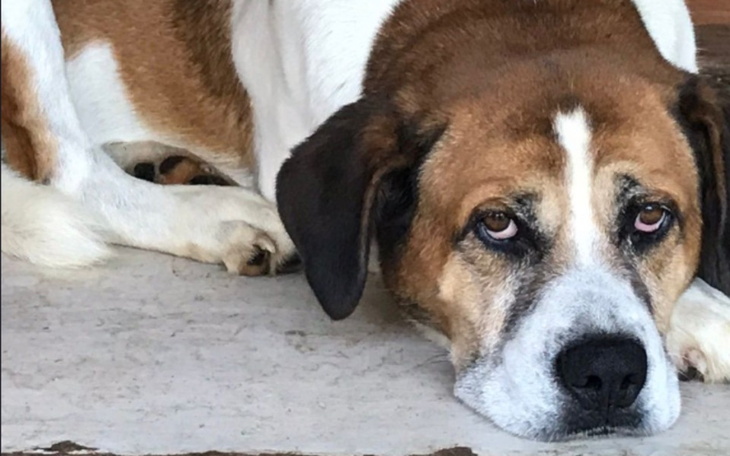 Zbiórka Aktywne Łapki - zdjęcie główne