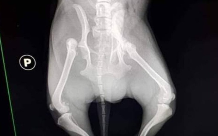 Zbiórka Dzięki Wam PIKOLO stanie na nogi - zdjęcie główne