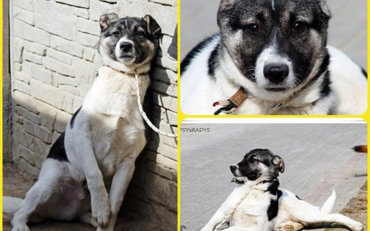 Zbiórka Zabierzmy go z Radys! - zdjęcie główne