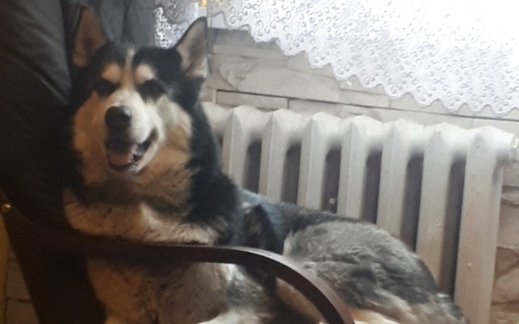 Zbiórka A auto Husky - zdjęcie główne