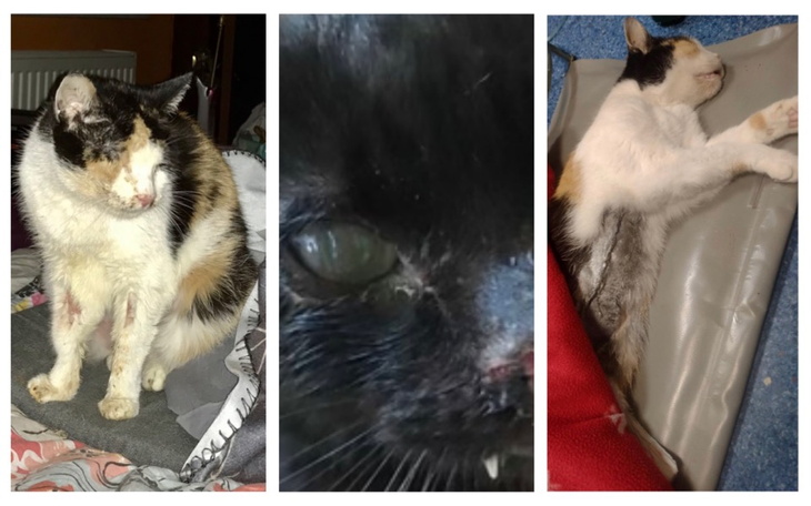 Trzy koty, w tym jeden z raną, w różnych pozach.