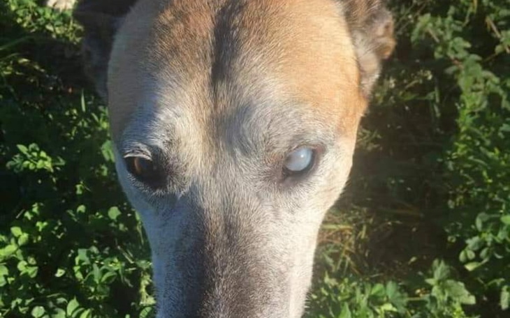 Zbiórka Dla pieska ,który nie widzi na o - zdjęcie główne