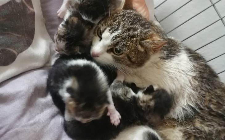 Zbiórka Porzucona matka z kociętami - zdjęcie główne