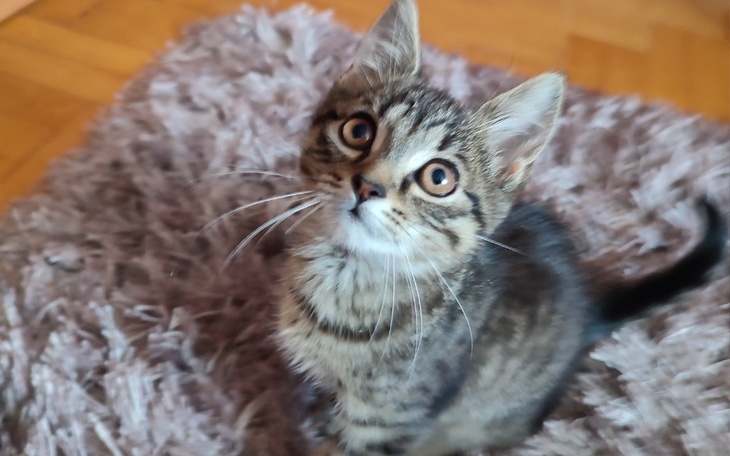 Zbiórka Na karmę dla Mani - zdjęcie główne