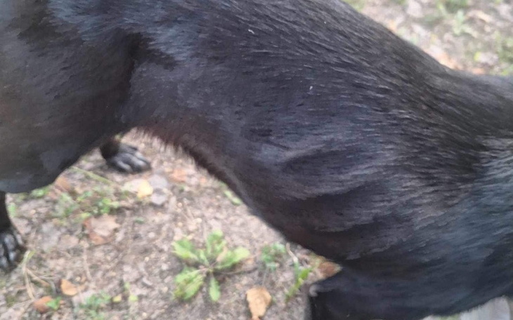 Zbiórka Wychudzony, porzucony - zdjęcie główne