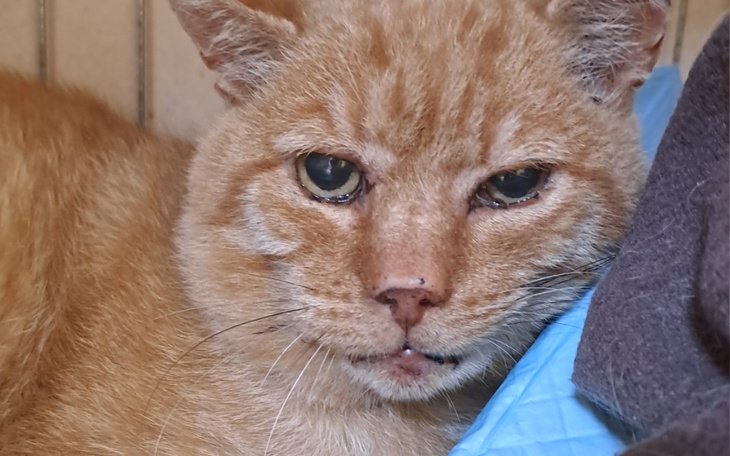 Zbiórka Bezdomny zakatarzony Rudi pomocy - zdjęcie główne