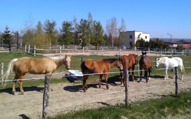 Zbiórka Pomoc dla Ośrodka Hipoterapii - zdjęcie główne